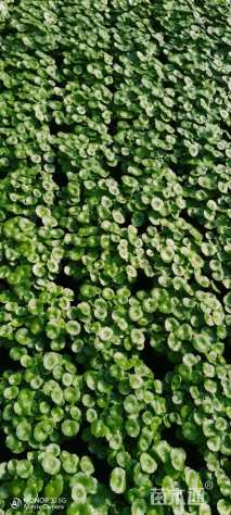 高度10厘米铜钱草