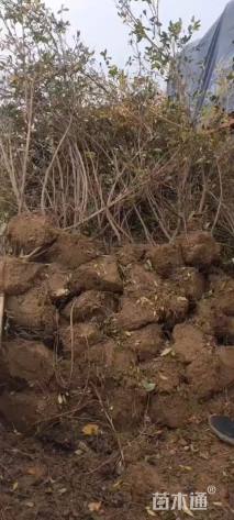 高度60厘米映山红