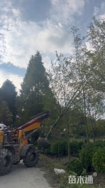 12公分(5杆)丛生朴树