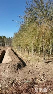 12公分金丝垂柳