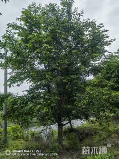 23公分染井吉野樱