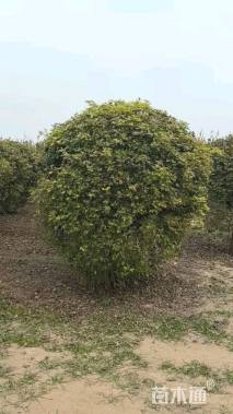 高度180厘米五角枫球