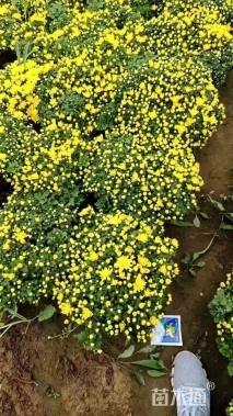 高度50厘米球菊