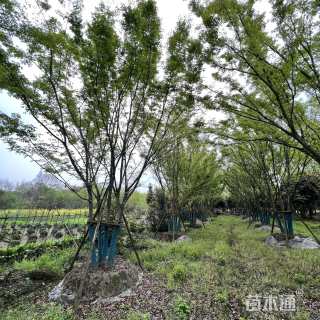 12公分(5杆)丛生榉树