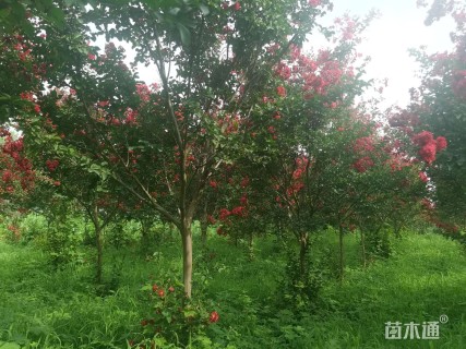 20公分红火箭紫薇