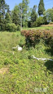 冠幅150厘米红叶石楠球