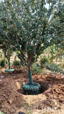 15公分日本晚樱