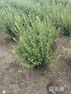 冠幅50厘米卫矛球