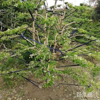 14公分瓜子黄杨