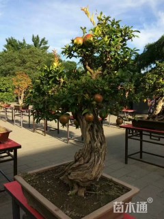 高度0.5厘米石榴