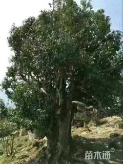 高度800厘米茶树