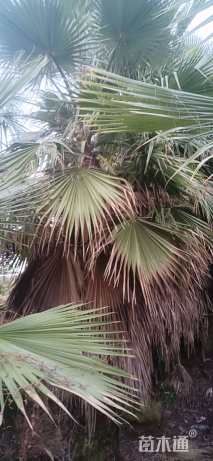 裸干高300厘米华盛顿棕榈