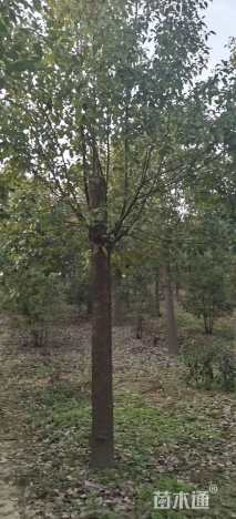15公分香樟