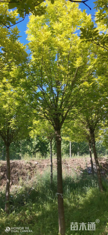 14公分金叶白蜡