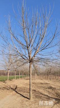 14公分金叶复叶槭