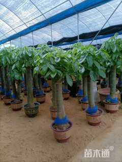 10公分马拉巴栗