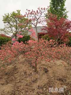 高度2000厘米映山红