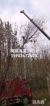 10公分绚丽海棠