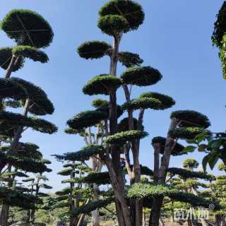 高度550厘米小叶女贞