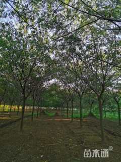 25公分嫁接银杏