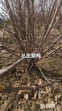 高度250厘米丛生蜡梅