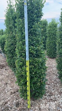 高度185厘米大叶黄杨柱