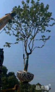 30公分(1杆)丛生乌桕