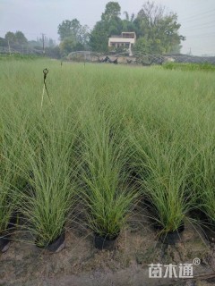 高度90厘米细叶芒