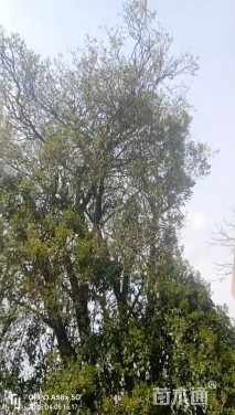85公分朴树