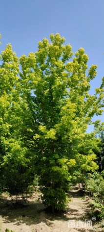 8公分金叶复叶槭