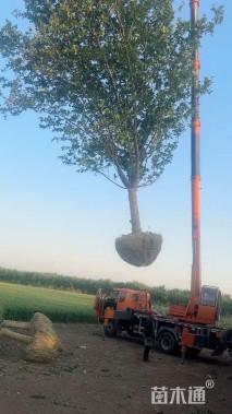 15公分西府海棠