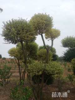 10公分造型女贞