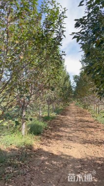 13公分绚丽海棠