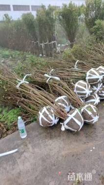 高度400厘米丛生花石榴