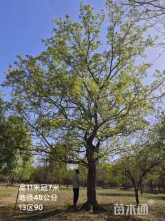 高度900厘米丛生元宝枫