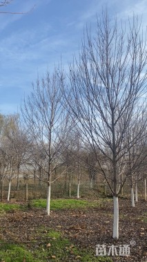 12公分美国红枫-红点