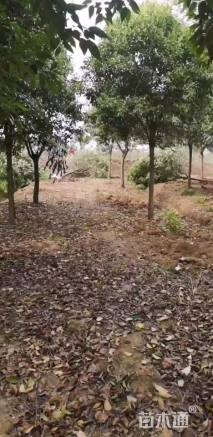 15公分大叶女贞