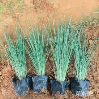 高度20厘米坡地毛冠草