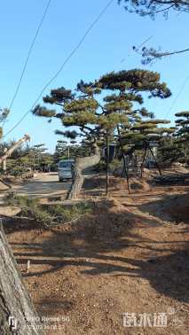 10公分造型黑松