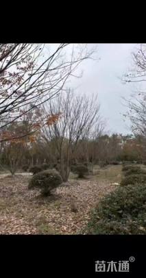8公分(5杆)丛生榉树