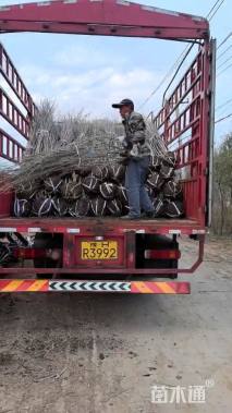 高度300厘米木槿