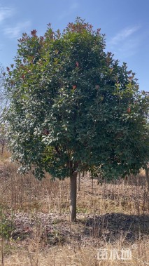 15公分红叶石楠