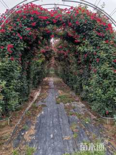 高度280厘米月季