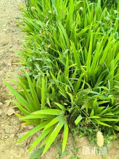 高度50厘米鸢尾