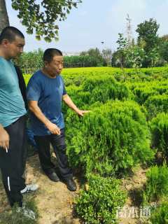 冠幅100厘米洒金柏球