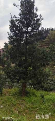 移栽苗造型罗汉松