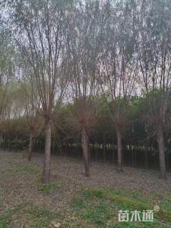 23公分金丝垂柳