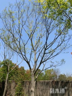 20公分朴树