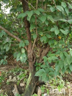 20公分日本晚樱