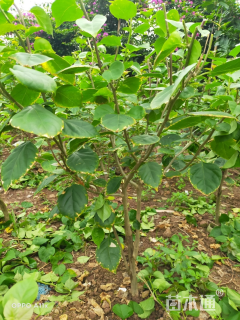 高度300厘米三角梅